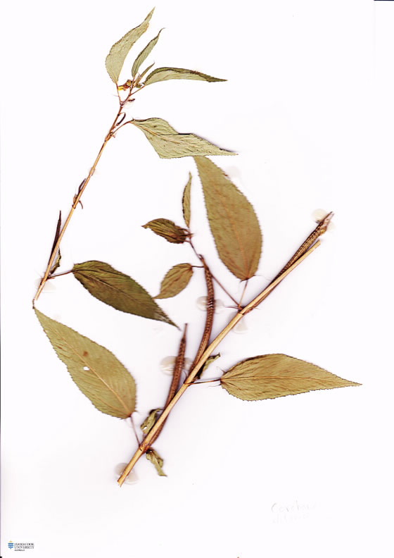 Scan of corchorus