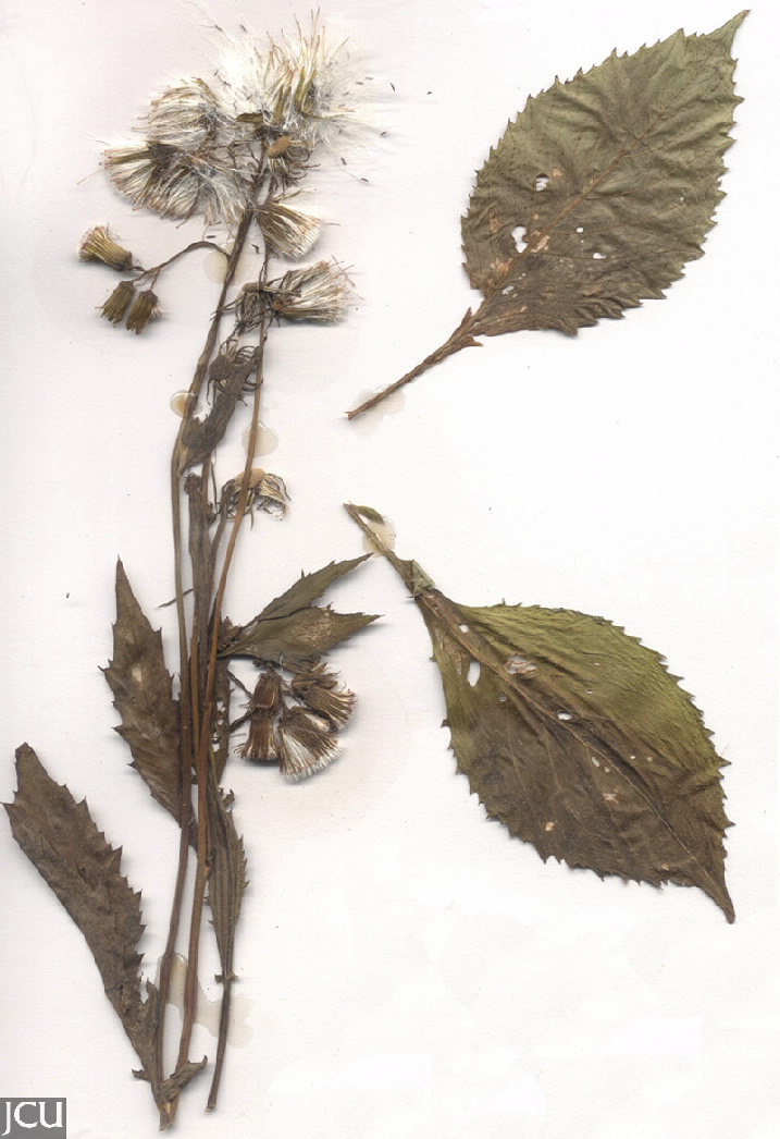 Crassocephalum crepidioides