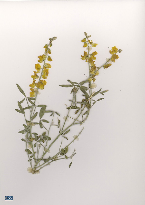 Scan of Crotalaria