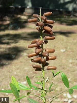 Crotalaria goreensis 
