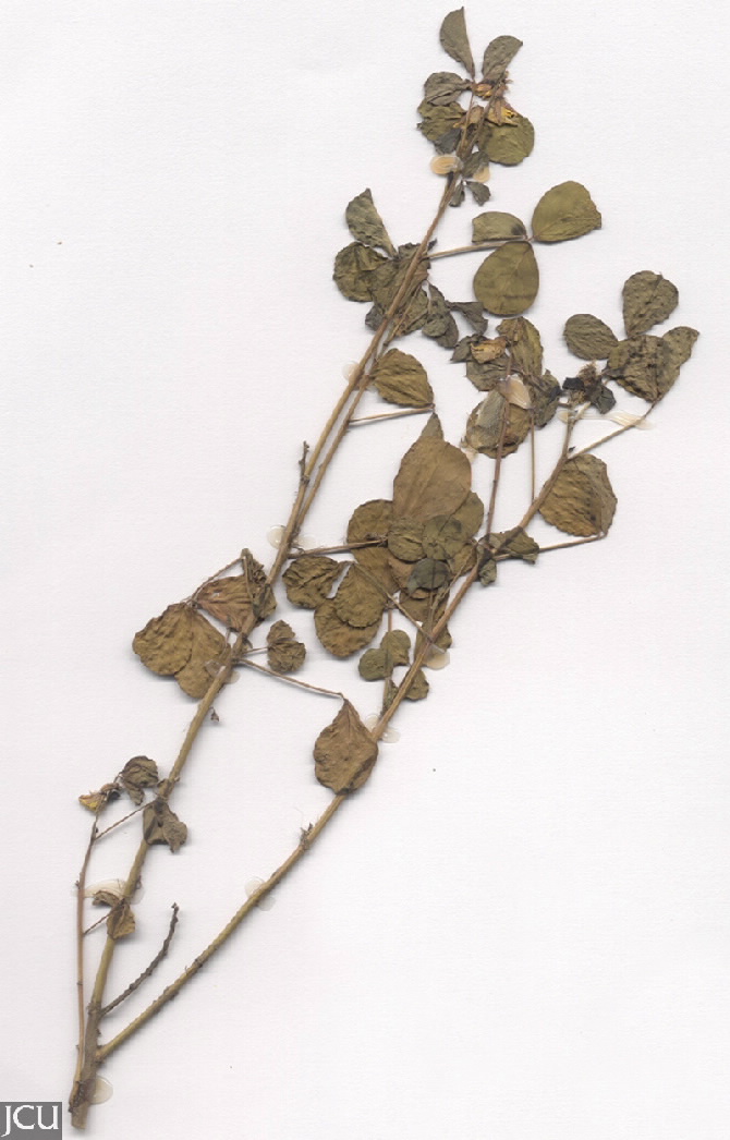 Crotalaria incana