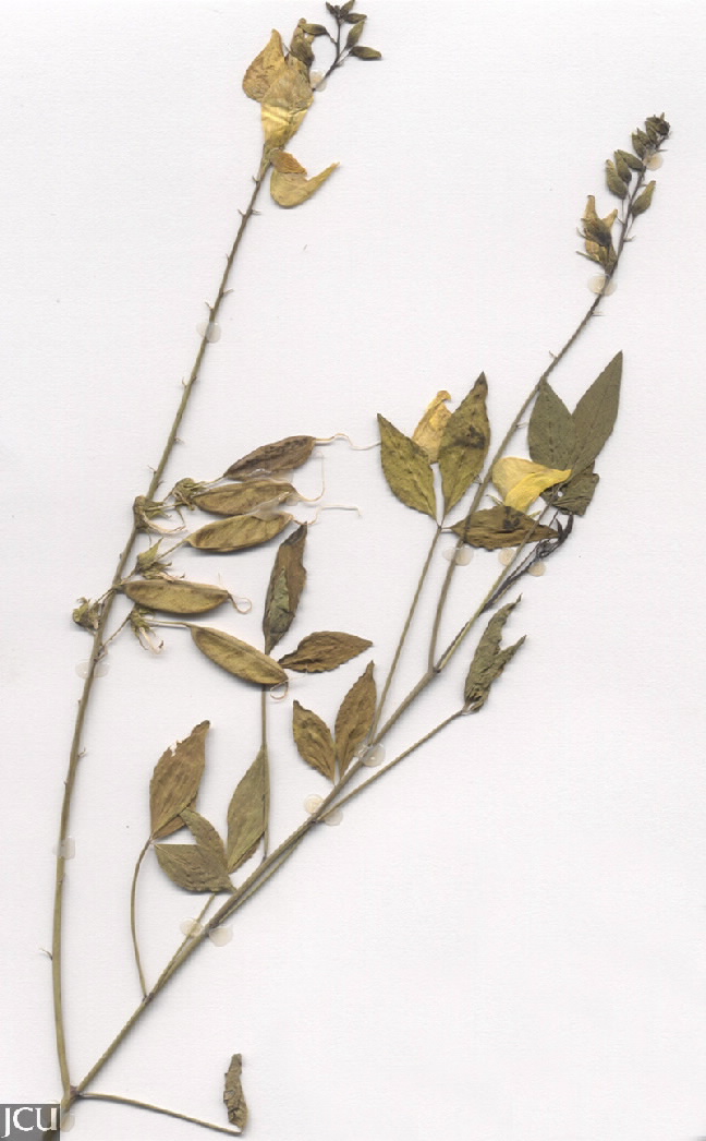 Crotalaria laburnifolia