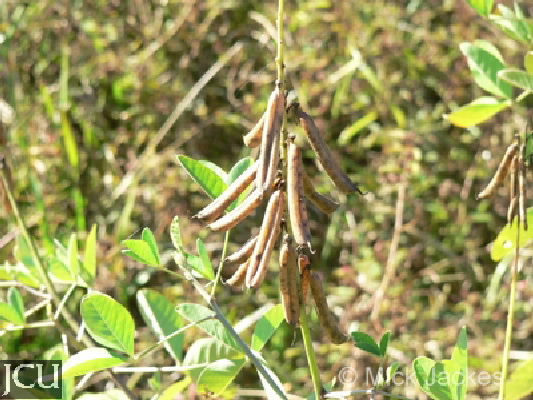 Crotalaria pallida 