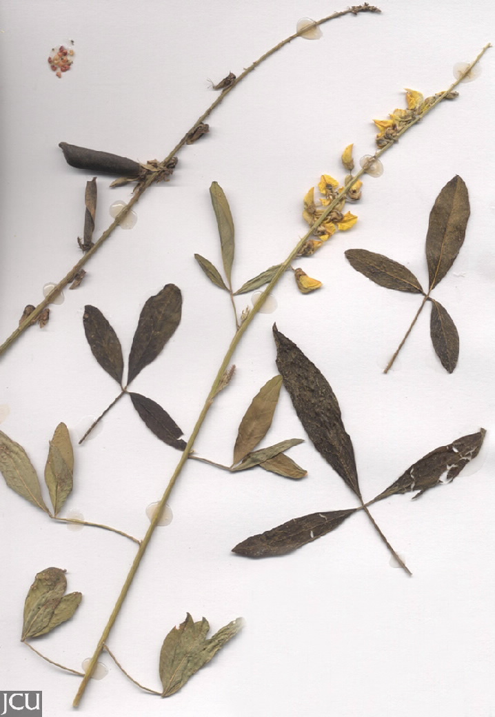 Crotalaria zanzibarica