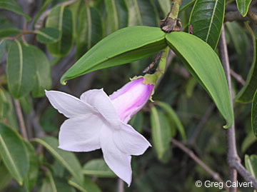 Image of Cryptostegia grandiflora