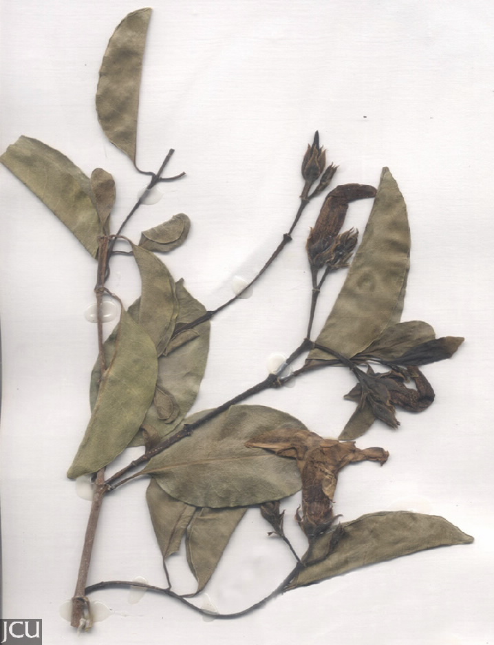 Cryptostegia grandiflora