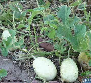 Image of Cucumis anguria