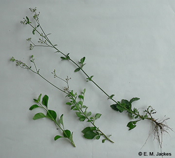 Image of Cyanthillium