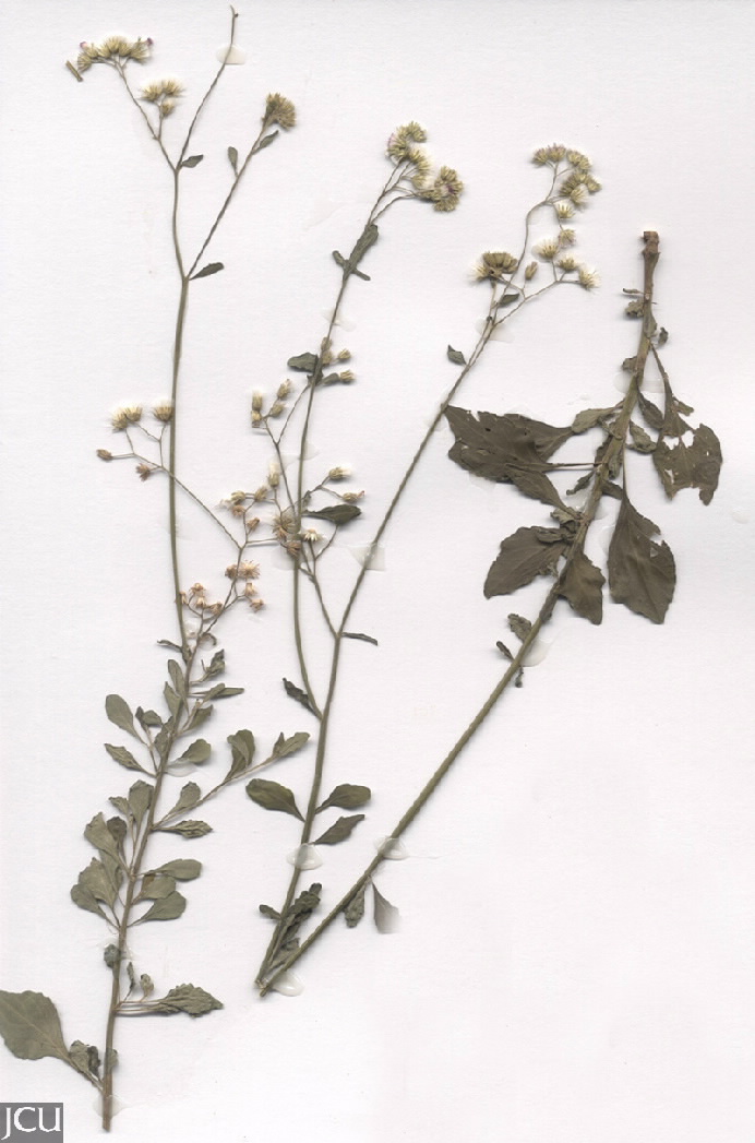 Cyanthillium cinereum 