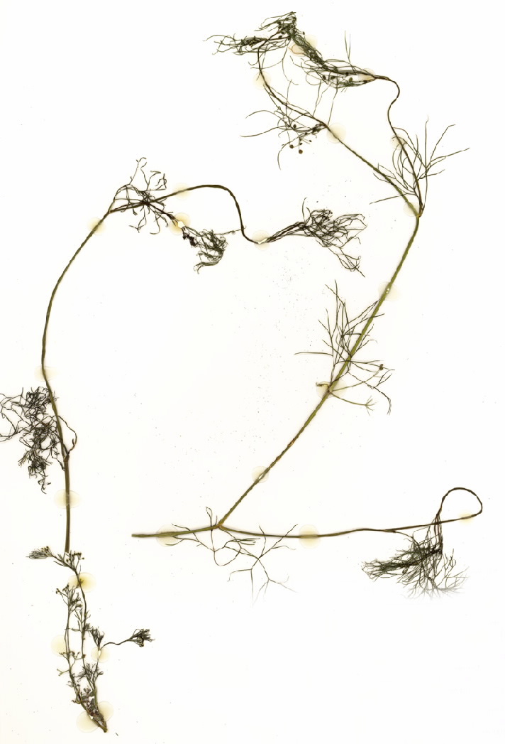 Cyclospermum leptophyllum