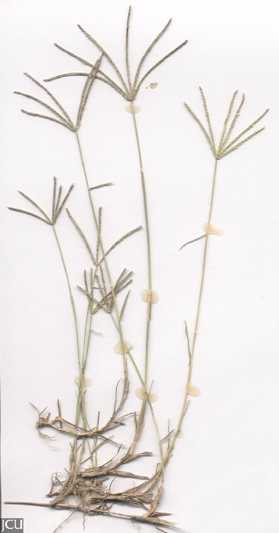Cynodon dactylon