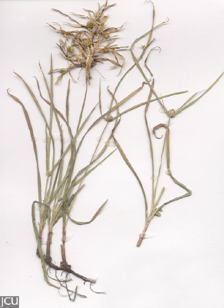 Cyperus brevifolius  