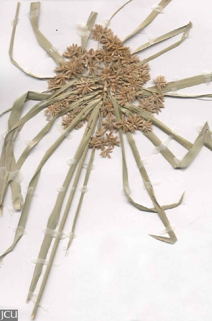 Cyperus involucratus