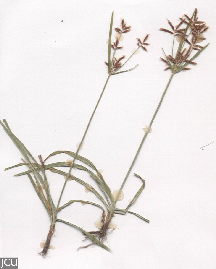 Cyperus rotundus 