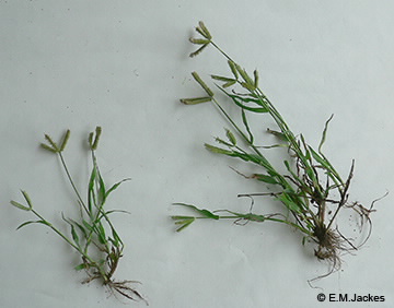 Image of Dactyloctenium