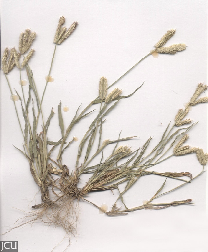 Dactyloctenium aegyptium