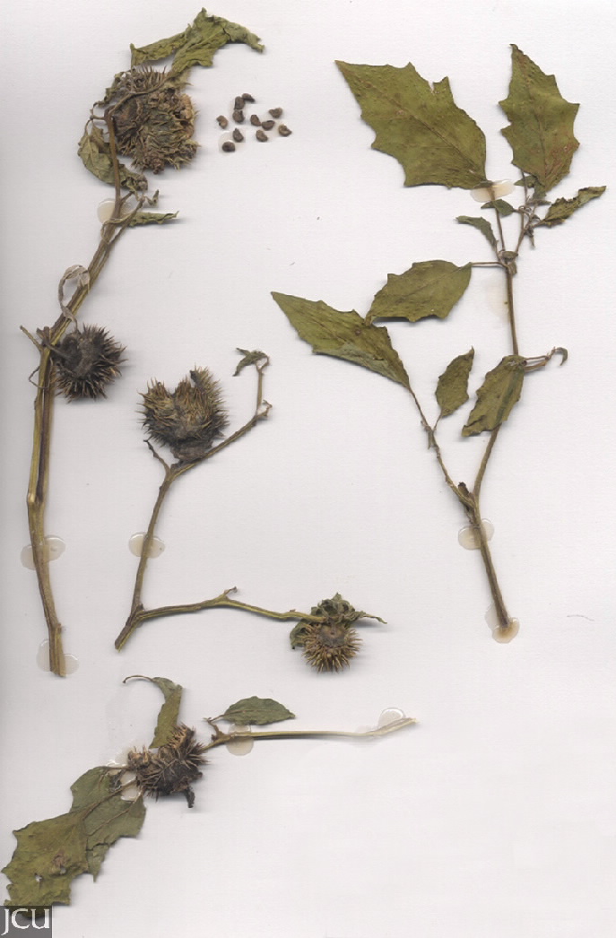 Datura stramonium 