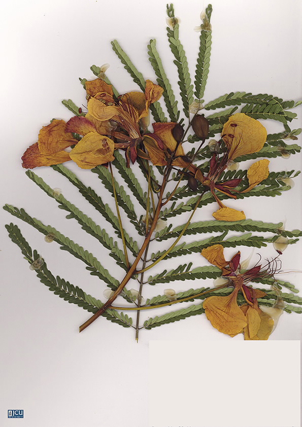 Scan of Delonix regia