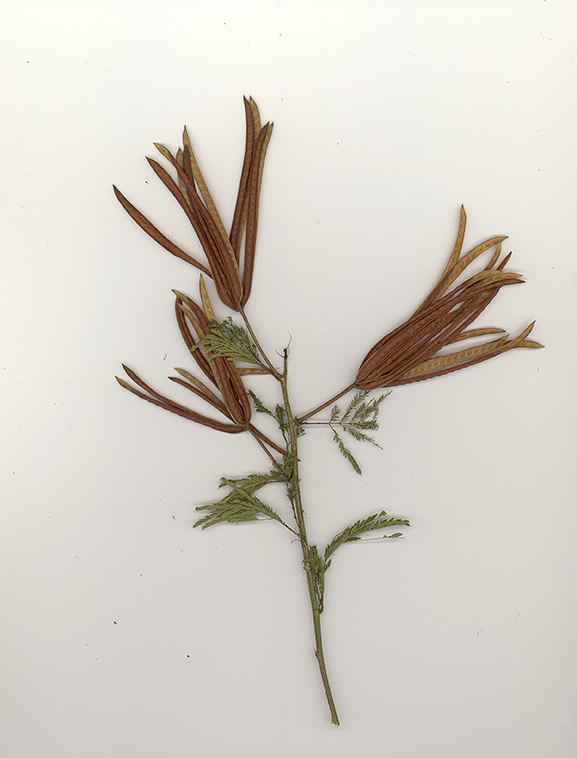 Scan of Desmanthus