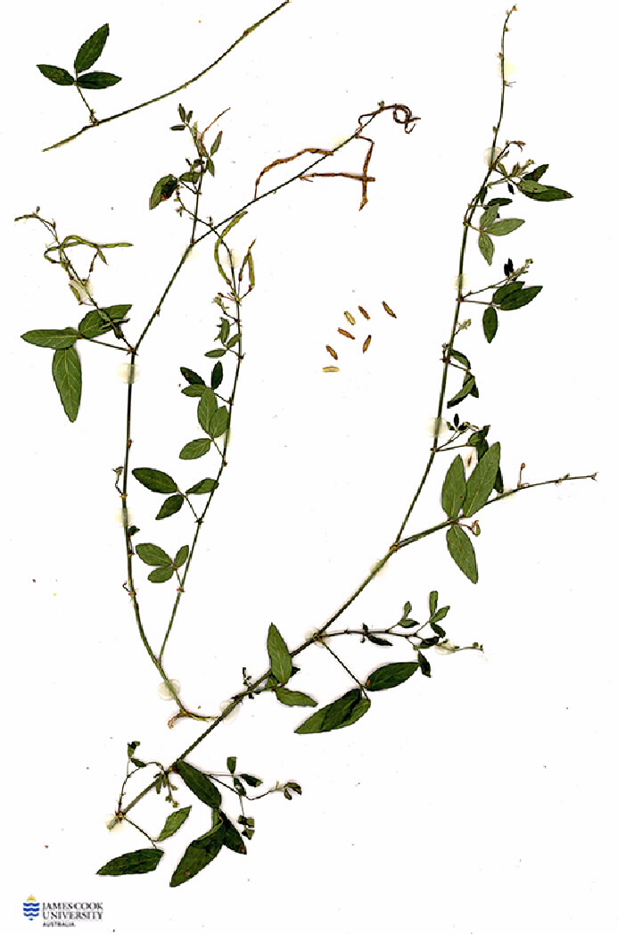 Scanned image of Desmodium
