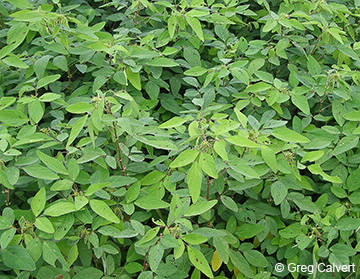 Image of Desmodium tortuosum