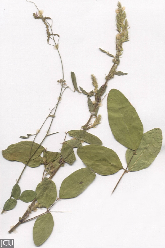 Desmodium tortuosum 