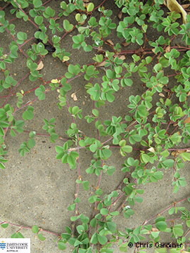 Image of Desmodium triflorum