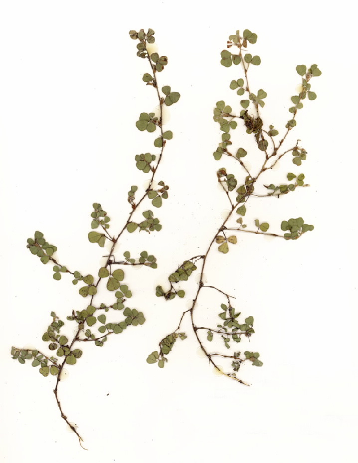 Desmodium triflorum