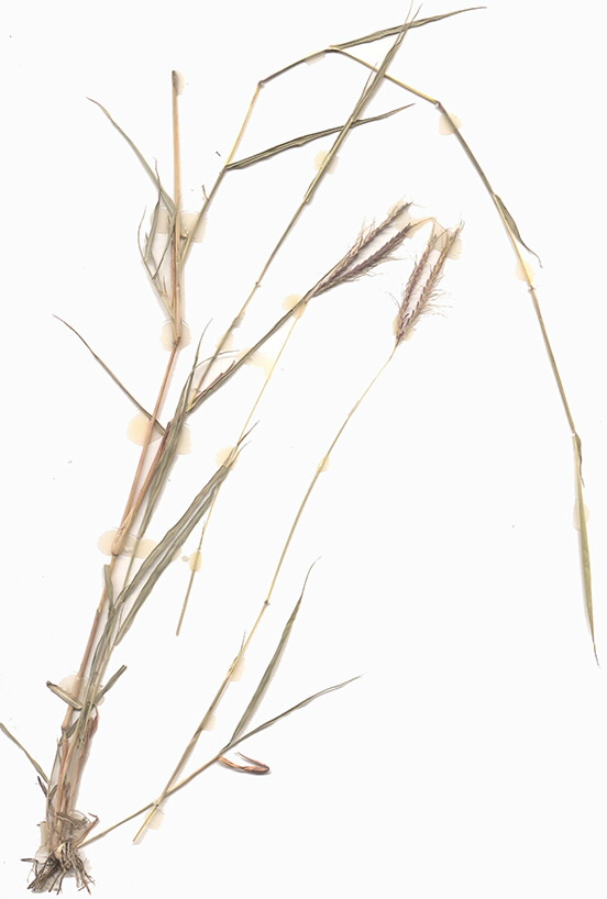 Scan of Dichanthium