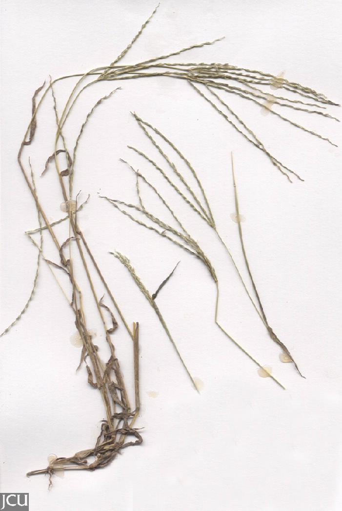 Digitaria ciliaris