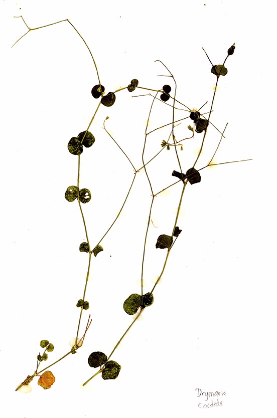 Scan of Drymaria cordata