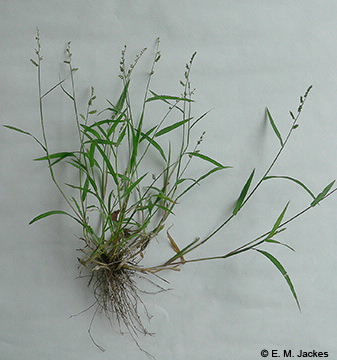 Image of Echinochloa