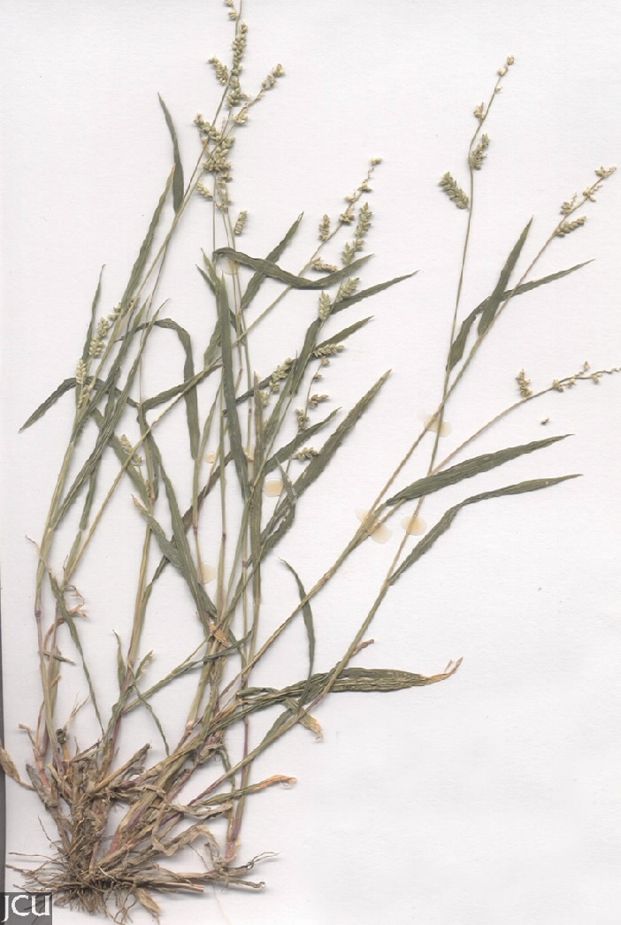 Echinochloa colona