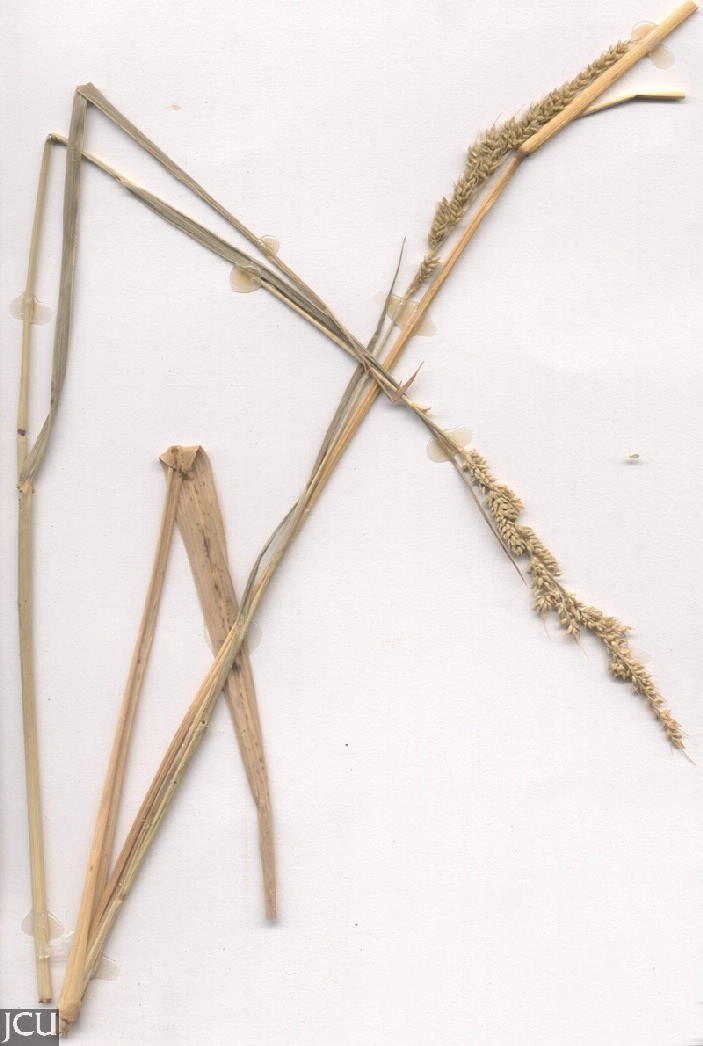 Echinochloa crus-galli