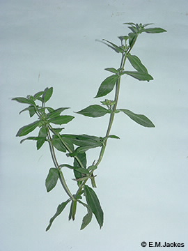 Image of Eclipta