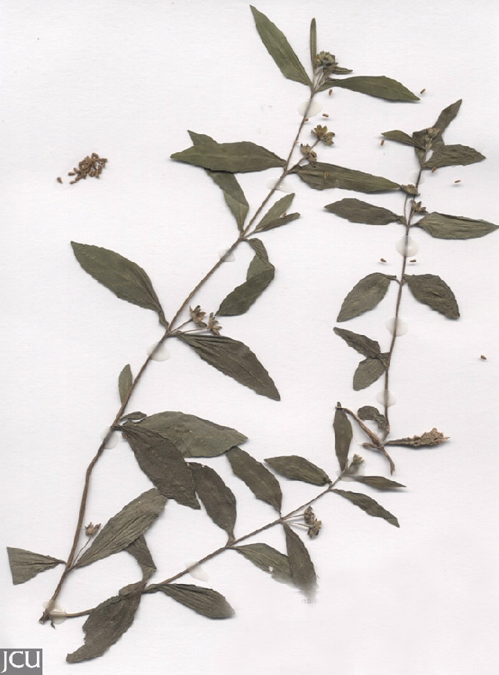 Eclipta prostrata