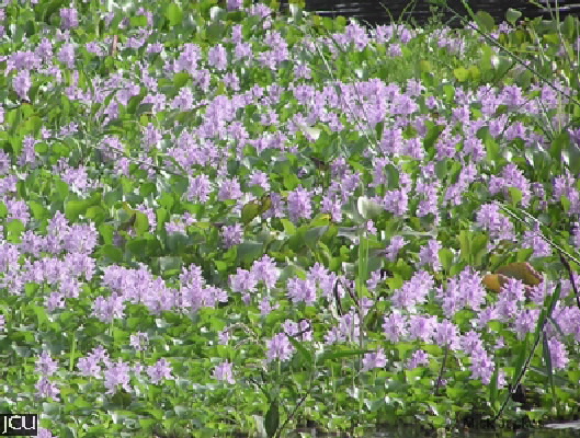 Eichhornia crassipes