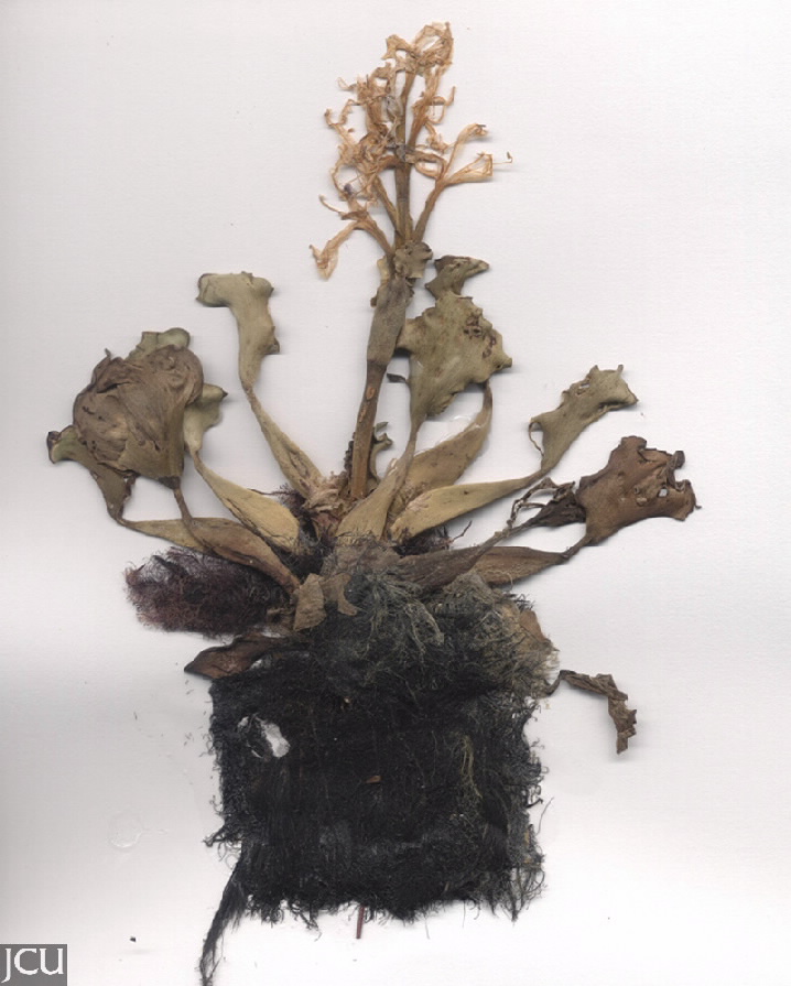 Eichhornia crassipes
