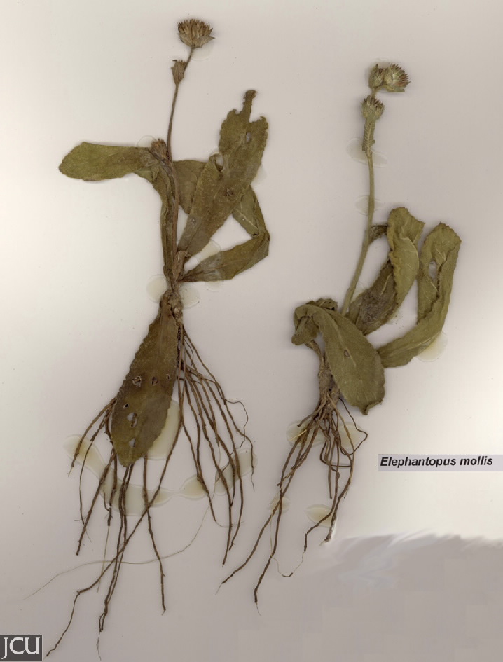 Elephantopus mollis