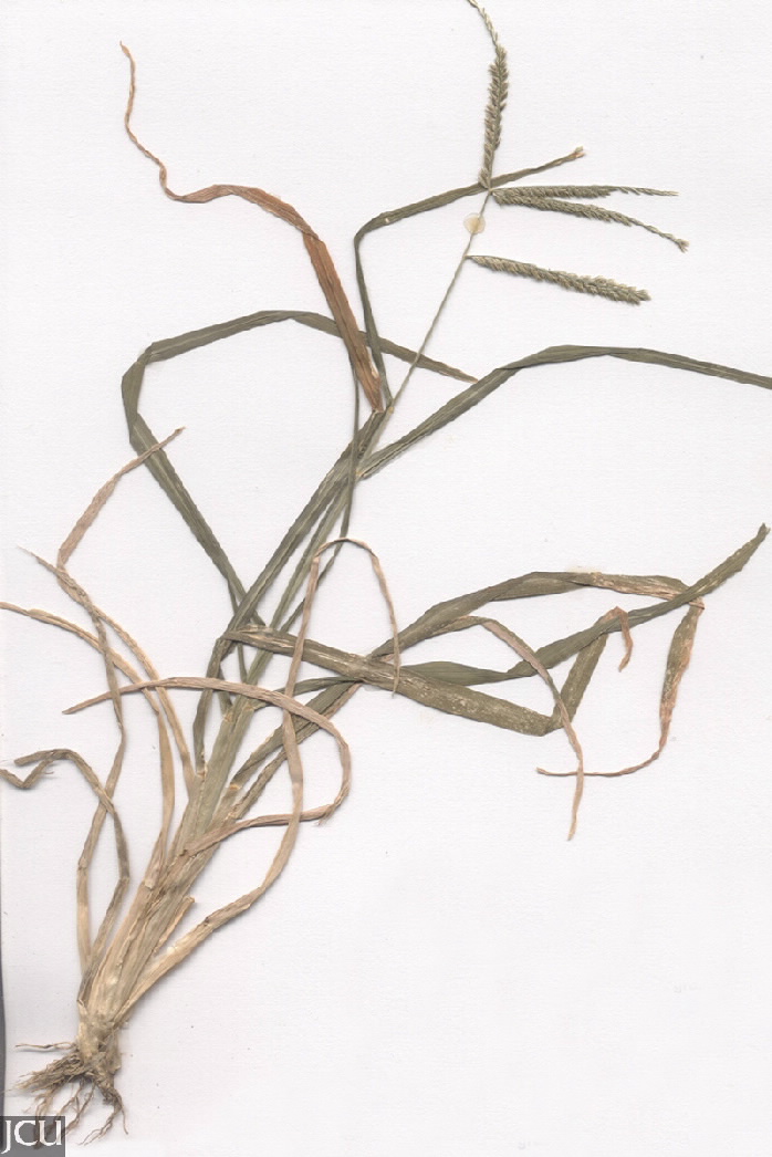 Eleusine indica