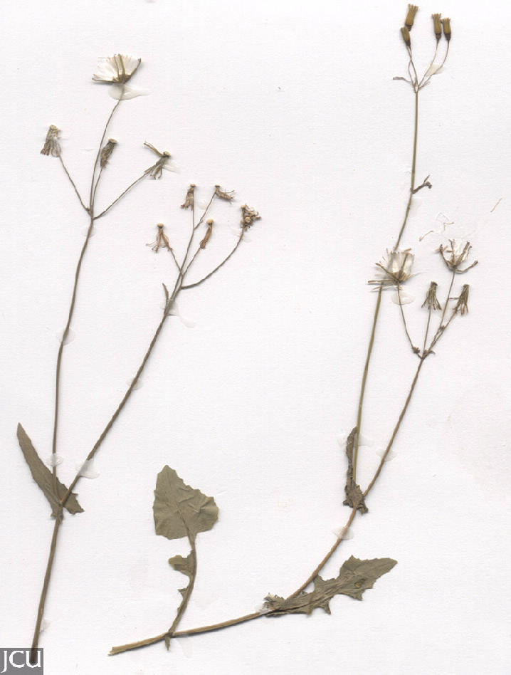 Emilia sonchifolia