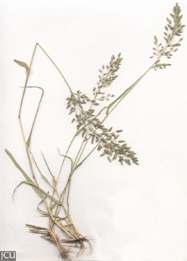 Eragrostis cilianensis