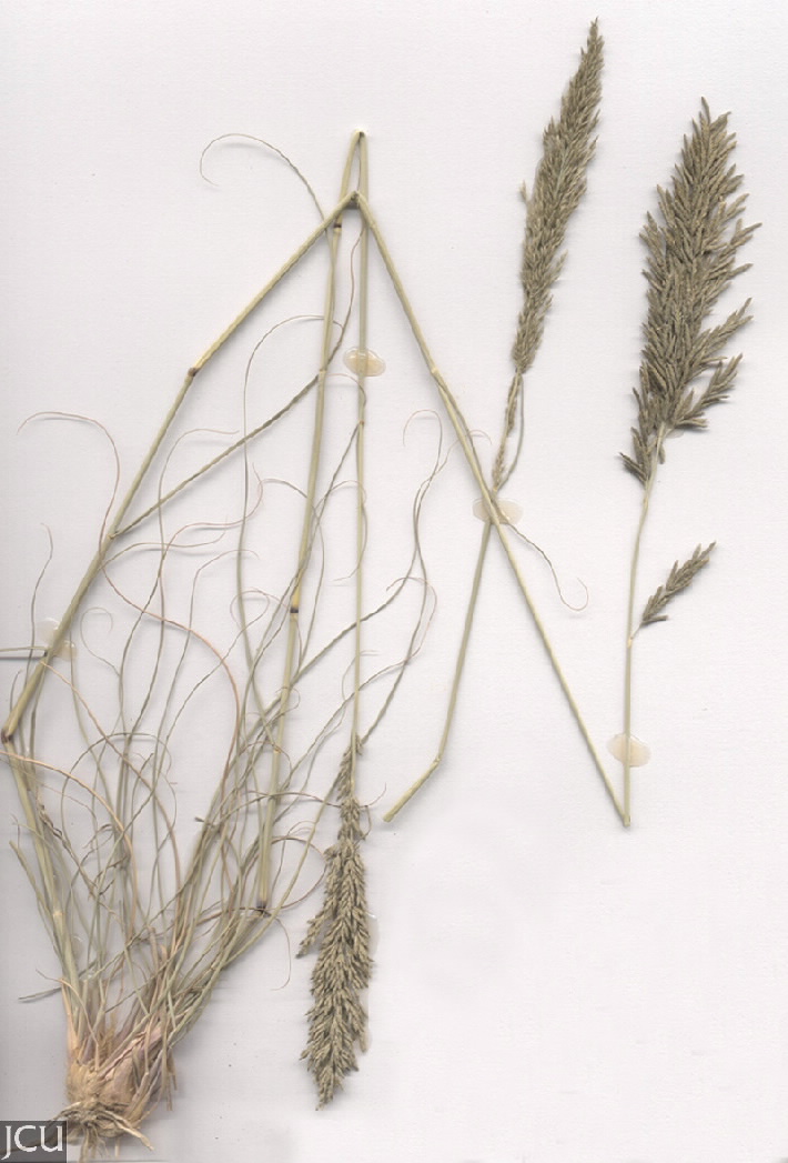 Eragrostis curvula