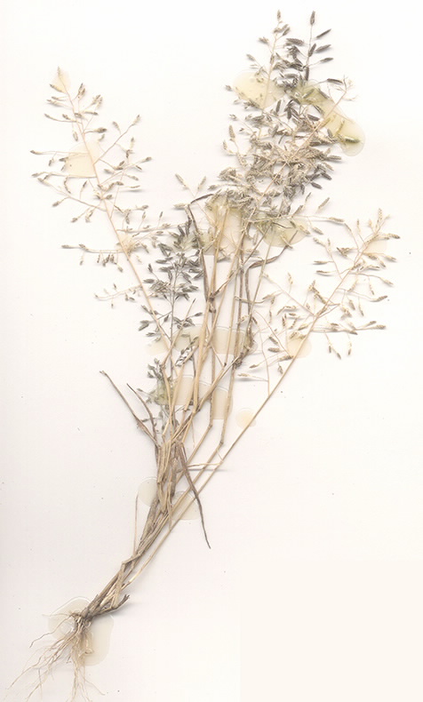 Scan of Eragrostis minor