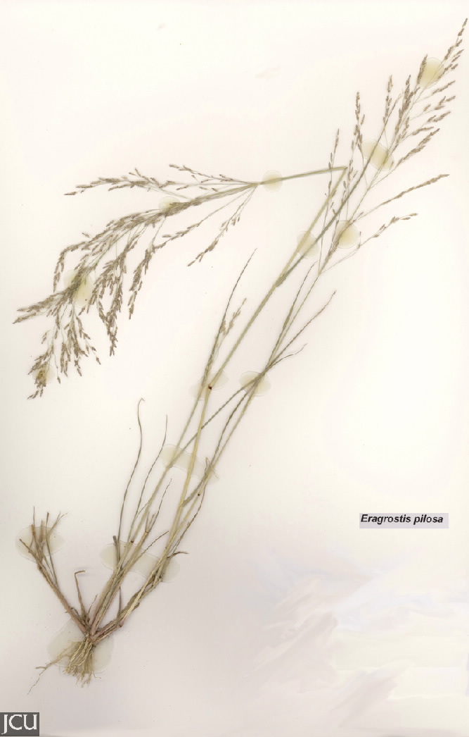 Eragrostis pilosa