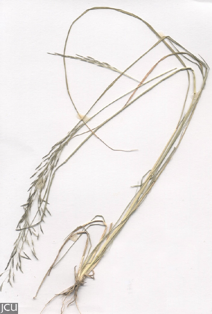 Eragrostis tenuifolia