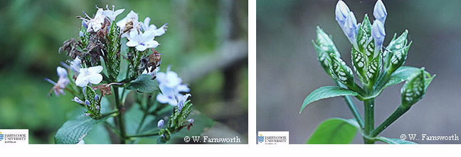 Images of Eranthemum pulchellum