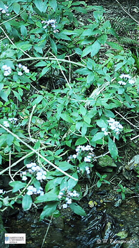 Image of Eranthemum