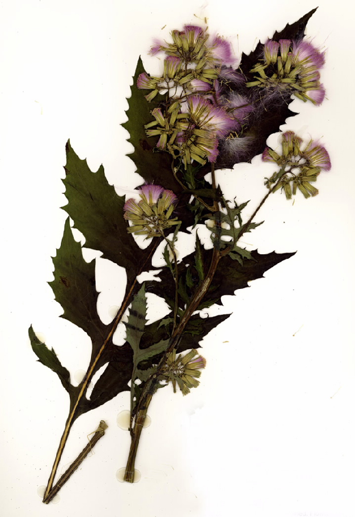 Erechtites valerianifolia
