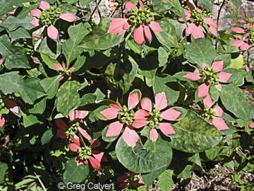 Image of Euphorbia cyathophora